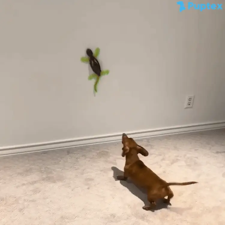 geckogif-ezgif.com-video-to-gif-converter